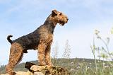 AIREDALE TERRIER 131